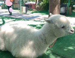 -萌宠亲子动物乐园(槐房万达店)