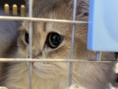 -悠尼宠物·独立低压伊珊娜洗护·美容·寄养(兰谷路店)