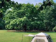 -上海共青森林公园