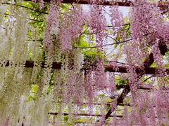 -嘉定紫藤园