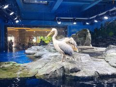 -上海海昌海洋公园