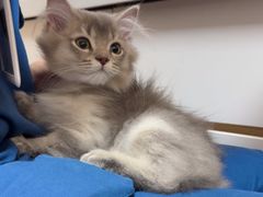 -瑞派康怡24h宠物医院·犬猫医疗中心·微创绝育(瑞景分院)