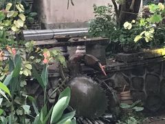 -小洲村