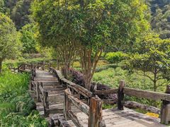 -雁南飞茶田景区