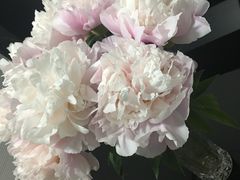 -双季花艺园艺市场(浦东店)