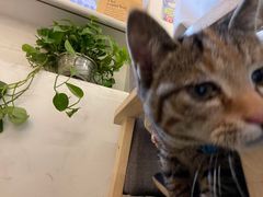 -大象厨房(重庆道店)