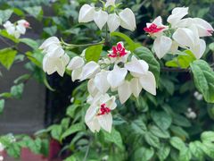 -罗浮山·罗园农庄