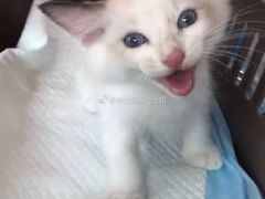 -Bastet sally猫舍购宠(静安店)