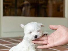 -萌宠之家·腊肠犬·马尔泰·小体犬舍