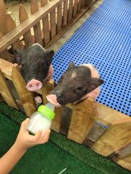 -萌宠亲子动物乐园(槐房万达店)