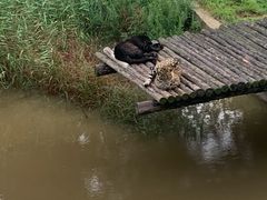 -西霞口神雕山野生动物世界