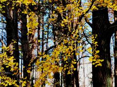 -上海共青森林公园