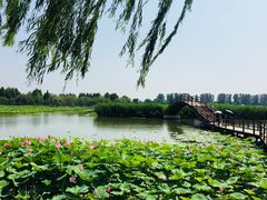-白洋淀景区