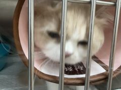 -瑞派康怡24h宠物医院·犬猫医疗中心·微创绝育(瑞景分院)
