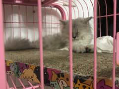 -瑞鹏宠物医院·骨科·猫科·内科(第一中心)