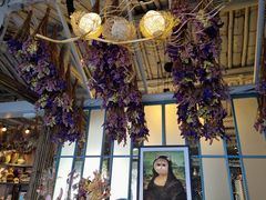 -喵屿·大理花园猫咖