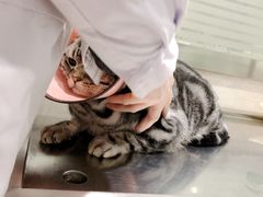 -暖阳宠物医院·犬猫康复中心·骨科