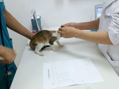-创凡宠物医院·骨专科  猫科中心(西乡分院)