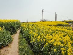 -阳澄湖半岛旅游度假区