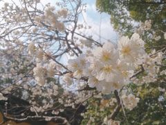 -香雪海