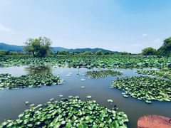-长兴太湖图影湿地文化园