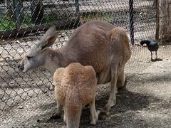 -可伦宾野生动物保护区