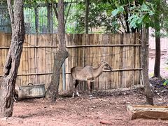 -清迈夜间动物园