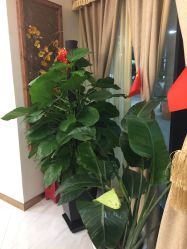 点击看大图 -芳朵美容养生SPA