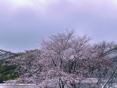 -无锡梅园公园