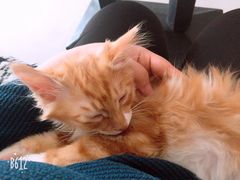 -平行世界·猫咖(首经贸店)