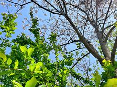 -大兴滨河森林公园