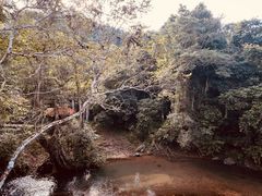 -野象谷景区