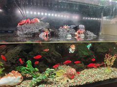 -龙海鲜螃蟹王(宏茂桥店)