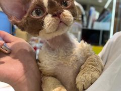 -momokira米努特·德文卷毛猫·棉花面纱犬