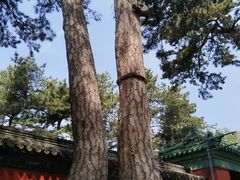 -普乐寺