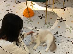 -喵喵咪呀布偶猫咖(春熙路店)