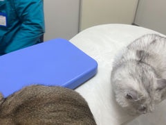 -中农国际动物医院24小时·猫科·骨科·急重症中心