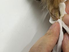 -瑞派动物医院·猫专科·至诚(江南中分院)