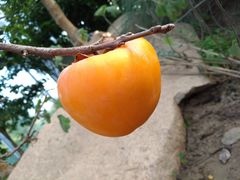 -南通洲际绿博园