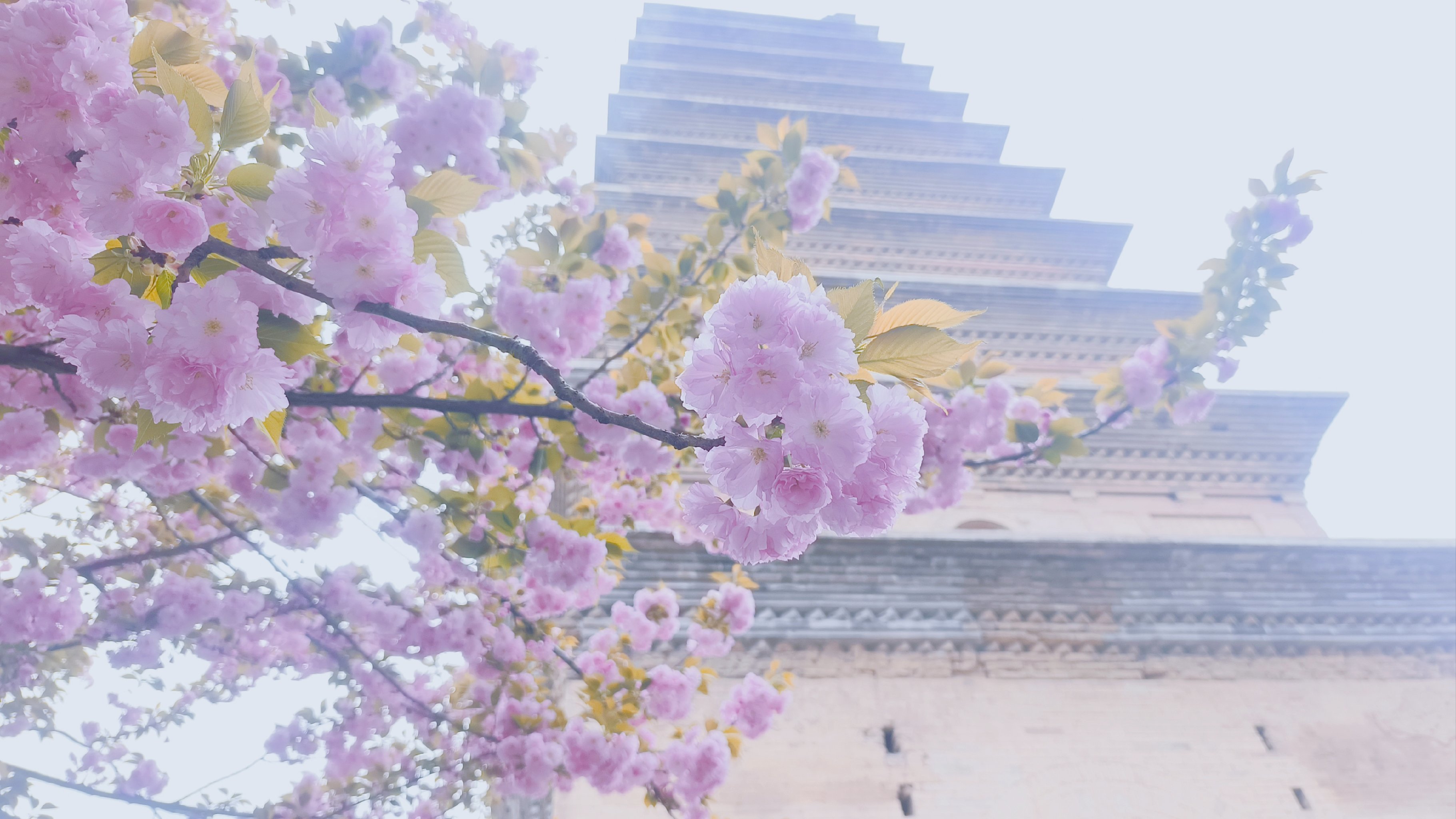 香积寺樱花图片