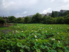 -贵阳市花溪国家城市湿地公园