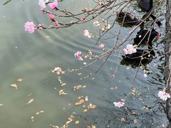 -南汇桃花村