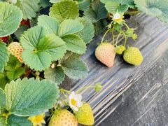 -喜杨洋草莓采摘园