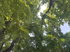-广州市流溪河国家森林公园