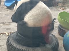 -石家庄市动物园