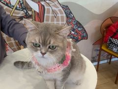 -Let's go狗咖·猫咖·奶狗·桌游(春熙路IFS店)