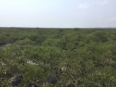 -北海金海湾红树林生态旅游区