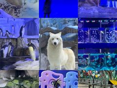 -海合安青岛极地海洋公园
