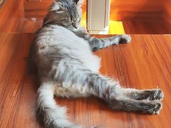 -楼上猫咖(罗湖店)