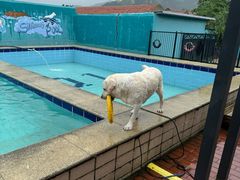 -趣玩宠物乐园寄养训犬训狗游泳池